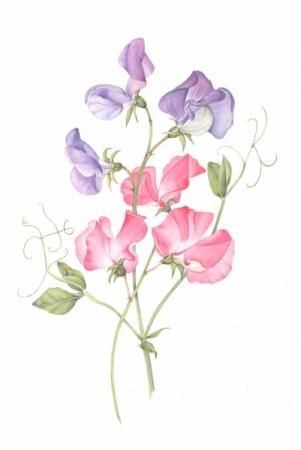 Watercolor tattoo - sweet pea vine watercolour - Google Search