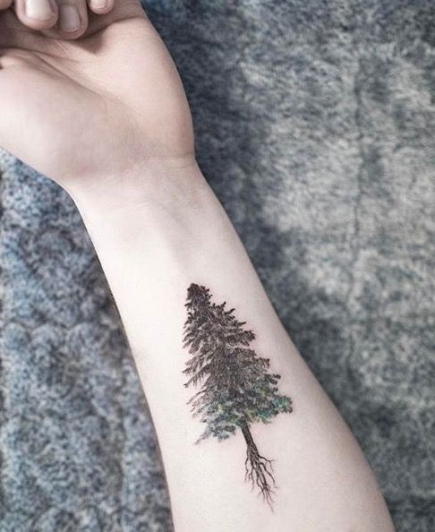 tree tattoo evergreen