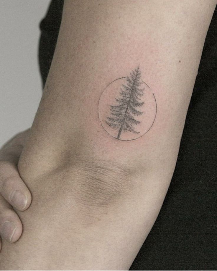 Tree Tattoo - Tatouage arbre : pin, laurier, chêne, bouleau, olivier ...