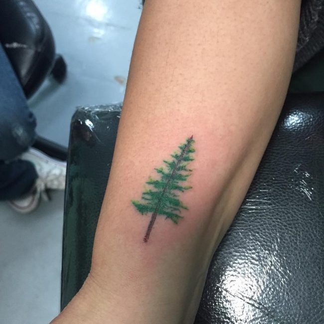 Tree Tattoo - pine tree tattoos - TattooViral.com | Your Number One ...