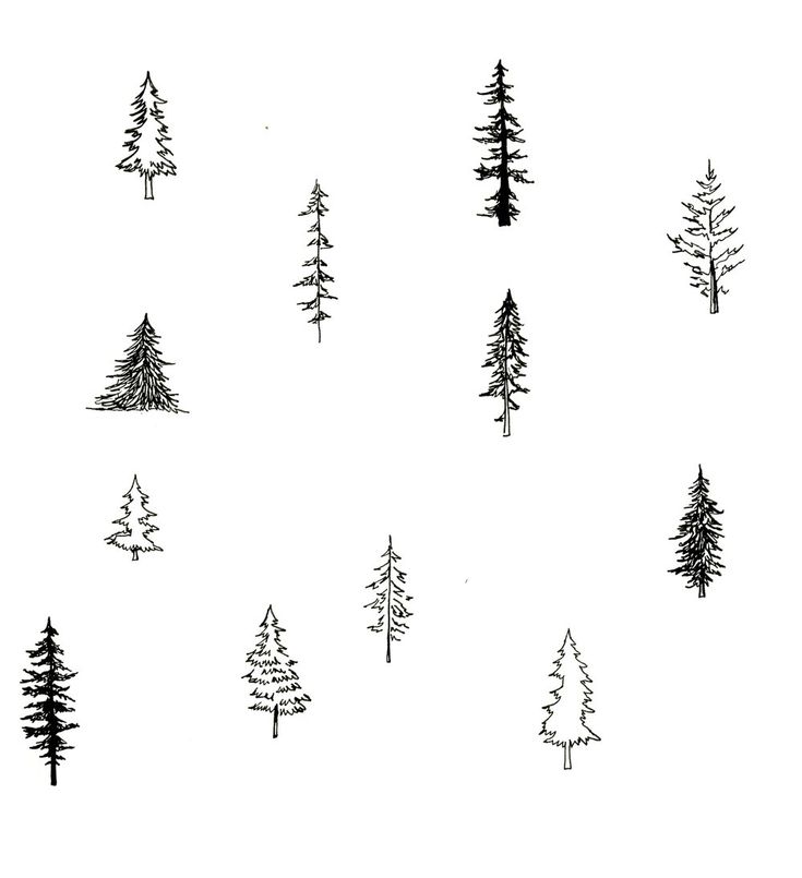 pine tree drawing