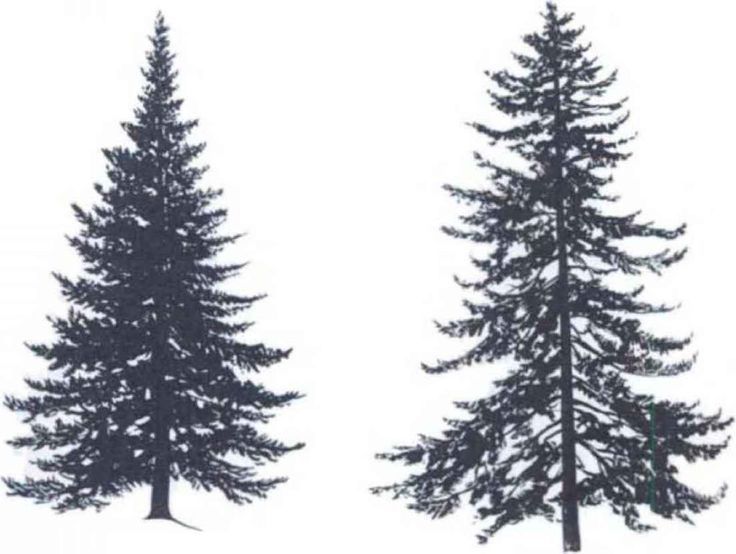 Small Pine Tree Tattoo - wide 5