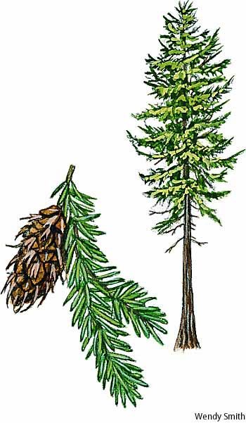 Tree Tattoo - Douglas-fir (pseudotsuga Menziesii). This Conifer Is Not 