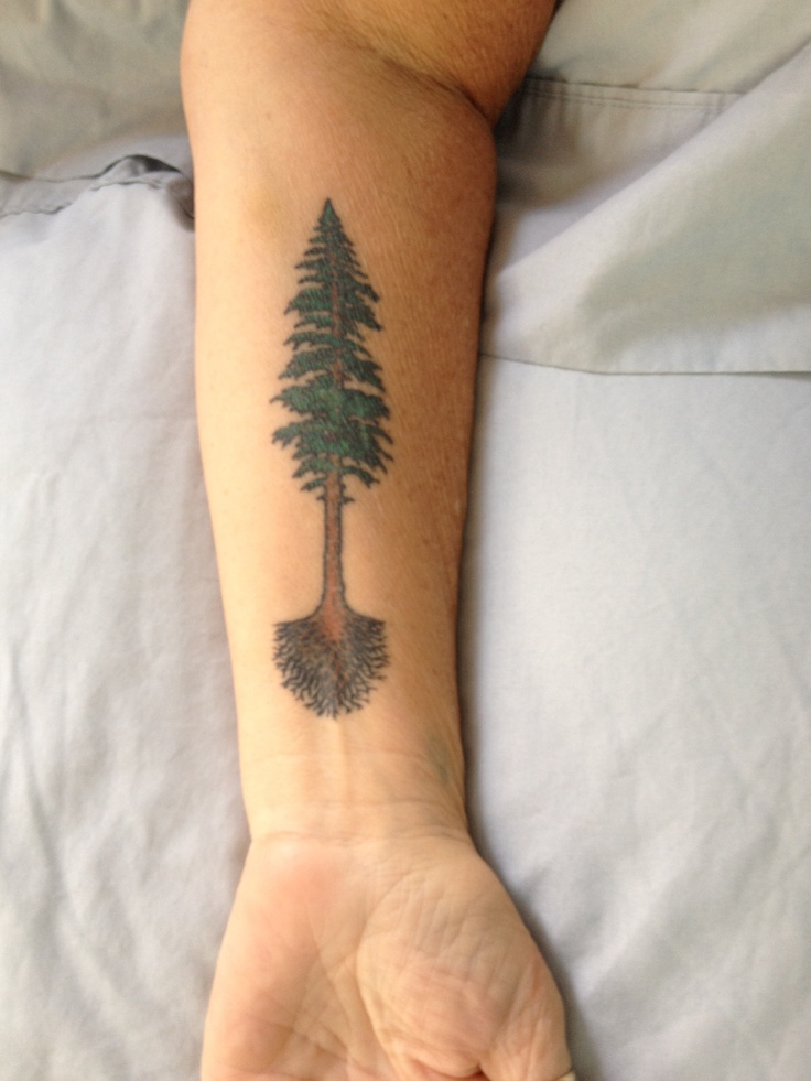 Tree Tattoo - Redwood Tree. 
